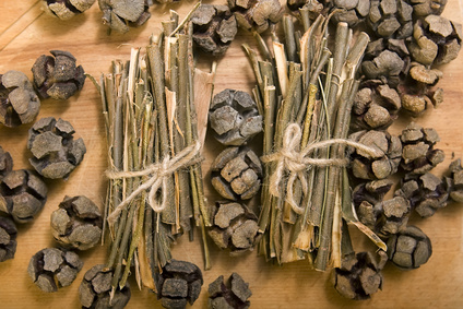 White willow bark medical herb, used in herbal medicine.